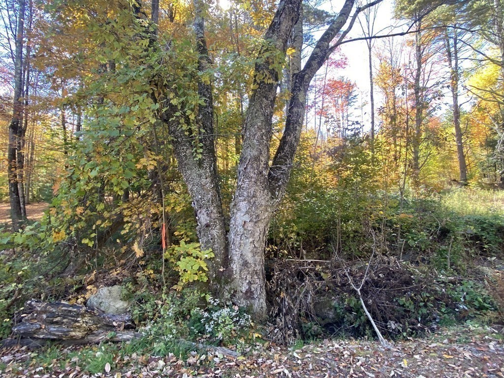 0 Thompson Road Colrain, MA 01340 - Photo 3 of 22 a view of a forest with a trees