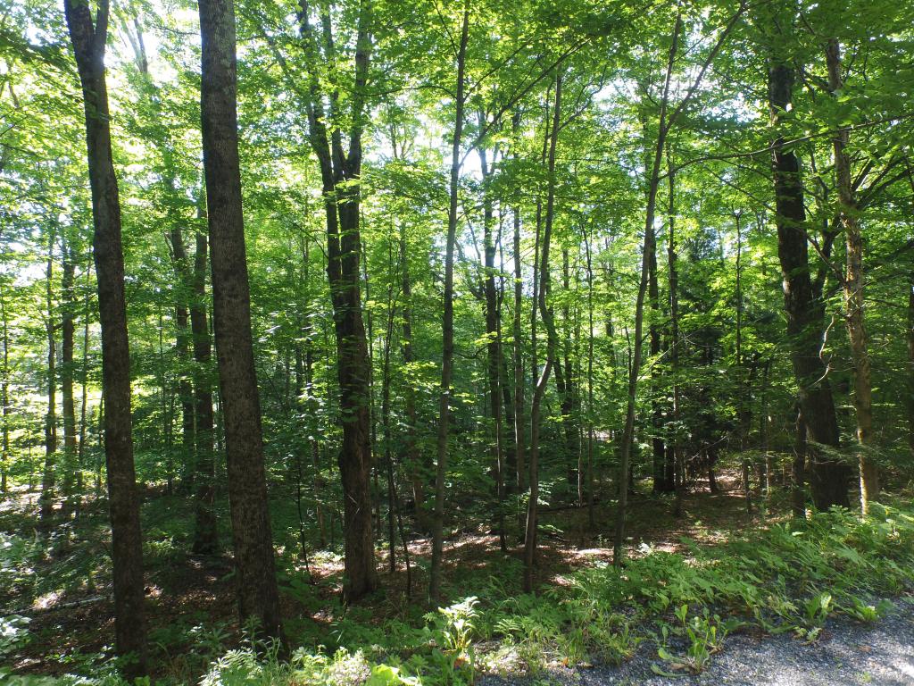Sugarbush Woods Road Warren, VT 05674 - Photo 11 of 25 Gallery Image 11