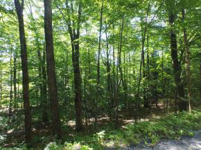 Sugarbush Woods Road Warren, VT 05674 - Photo 12 of 25 Gallery Image 12