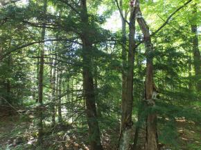 Sugarbush Woods Road Warren, VT 05674 - Photo 18 of 25 Gallery Image 18