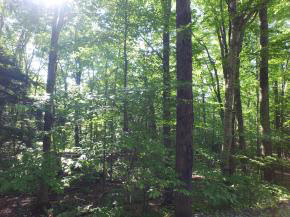 Sugarbush Woods Road Warren, VT 05674 - Photo 19 of 25 Gallery Image 19