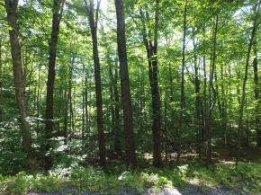 Sugarbush Woods Road Warren, VT 05674 - Photo 25 of 25 Gallery Image 25