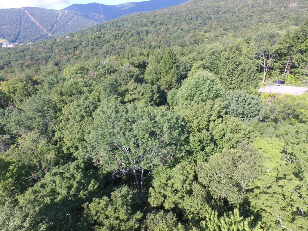 Sugarbush Woods Road Warren, VT 05674 - Photo 5 of 25 Gallery Image 5