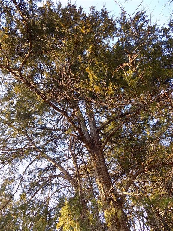 3410 County Road 3410 Emory, TX 75440 - Photo 12 of 12 Mature trees