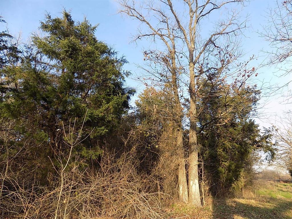 3410 County Road 3410 Emory, TX 75440 - Photo 7 of 12 Very wooded