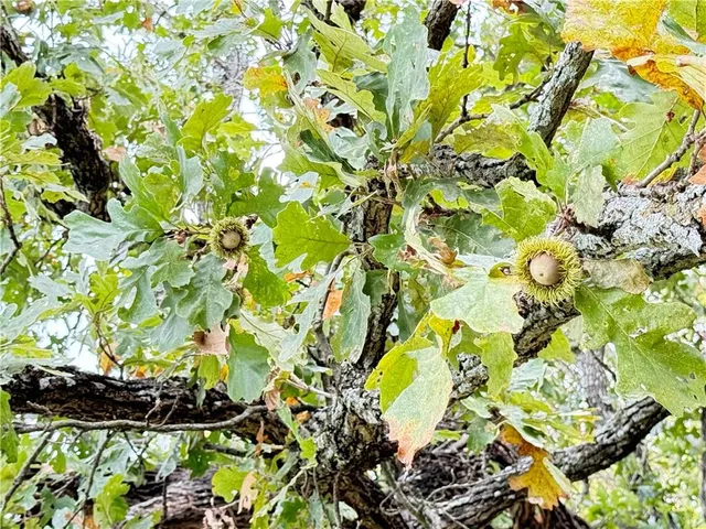 $795,000 | 6998 Lyman Road, Mound City, KS 66056