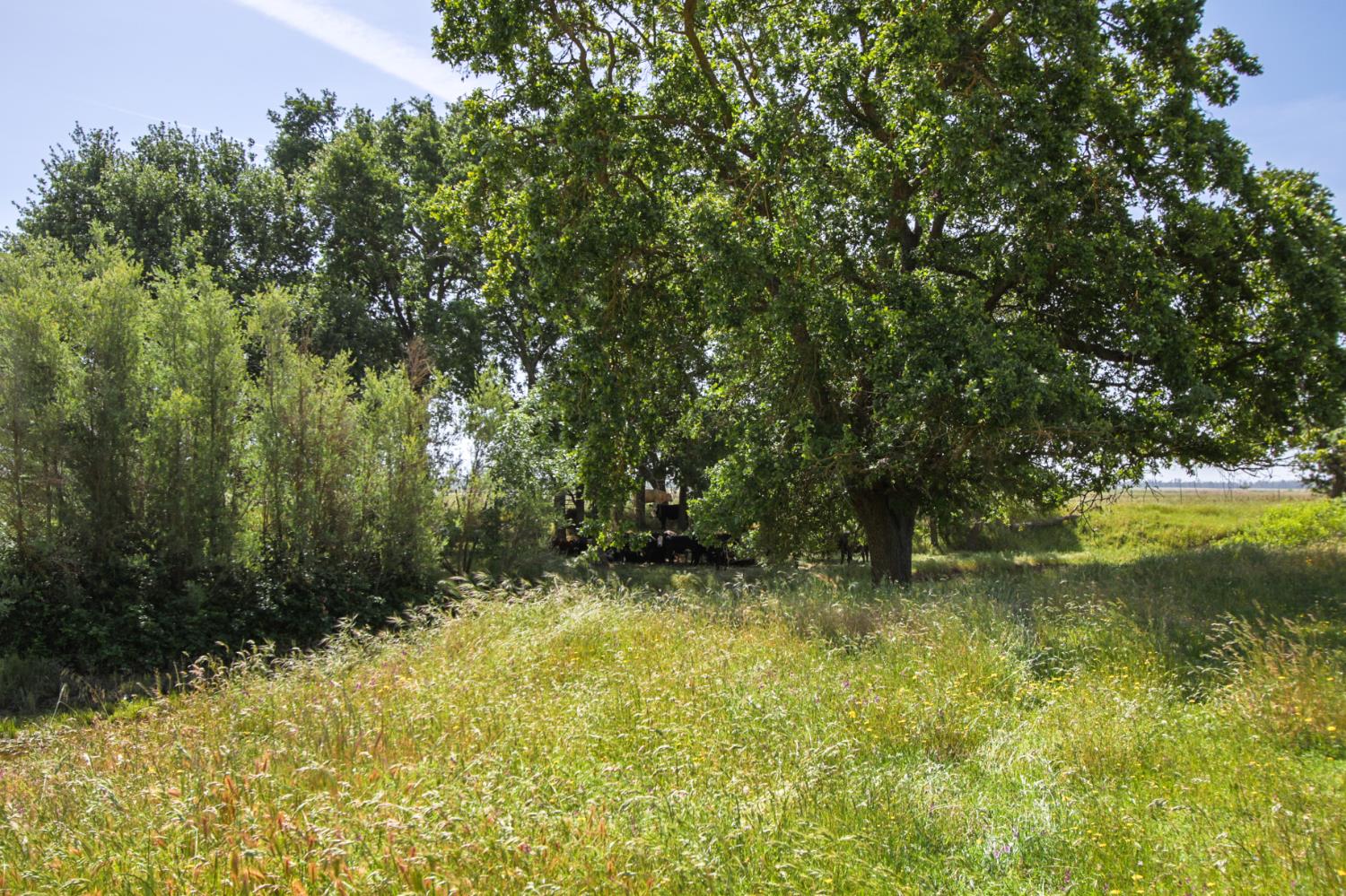 10310 Clay Station Road Wilton, CA 95693 - Photo 36 of 38 a view of outdoor space and yard