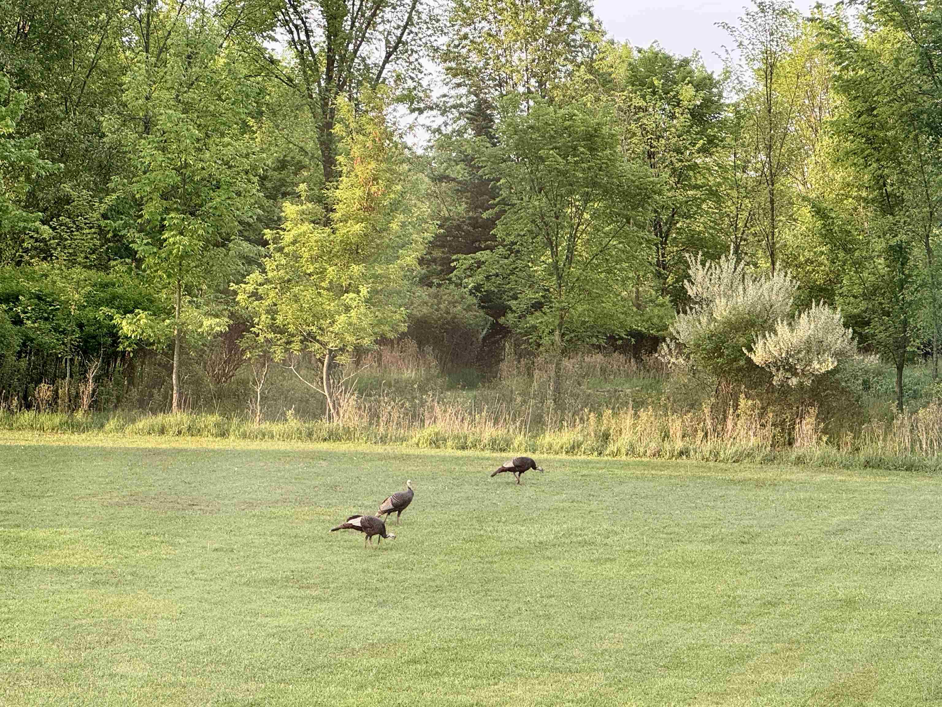 850 Middleton Road Owosso, MI 48867 - Photo 34 of 35