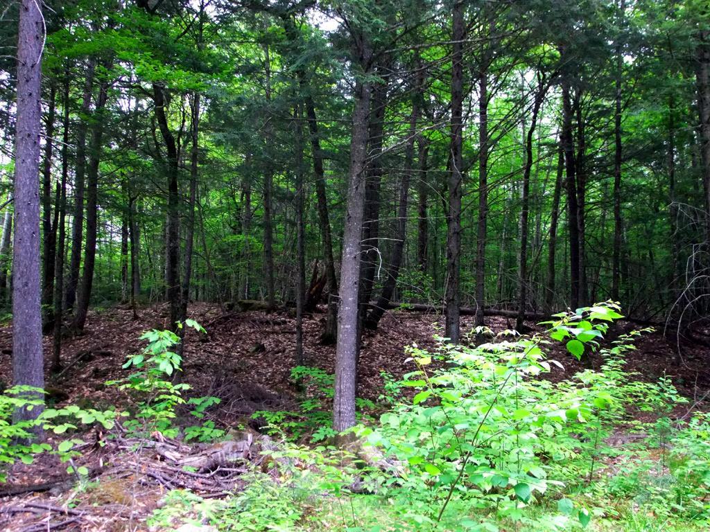 Lot 1 South Shore Road Houlton, ME 04730 - Photo 27 of 35 Photo