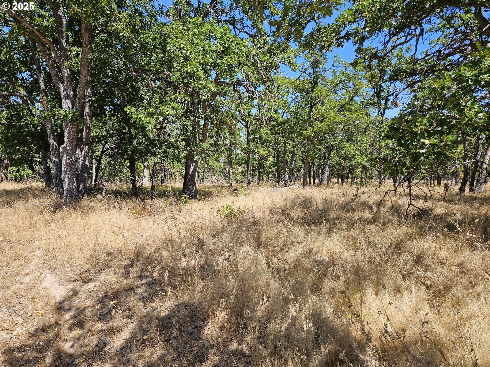 Ramsey Road, Unit 137 Dufur, OR 97021 - Photo 12 of 28 a view of a yard with a tree