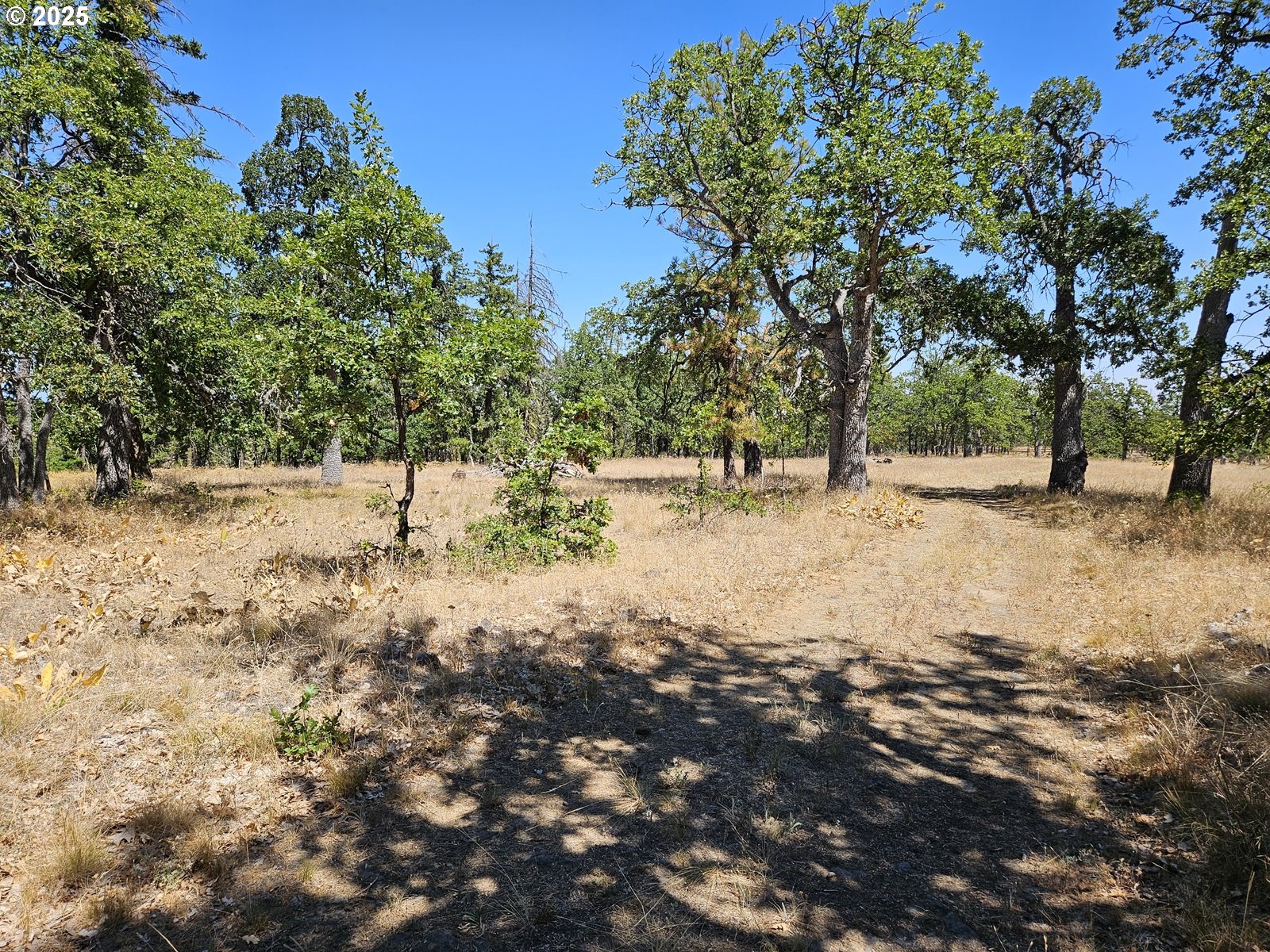 Ramsey Road, Unit 137 Dufur, OR 97021 - Photo 15 of 28 a view of dirt yard with a tree