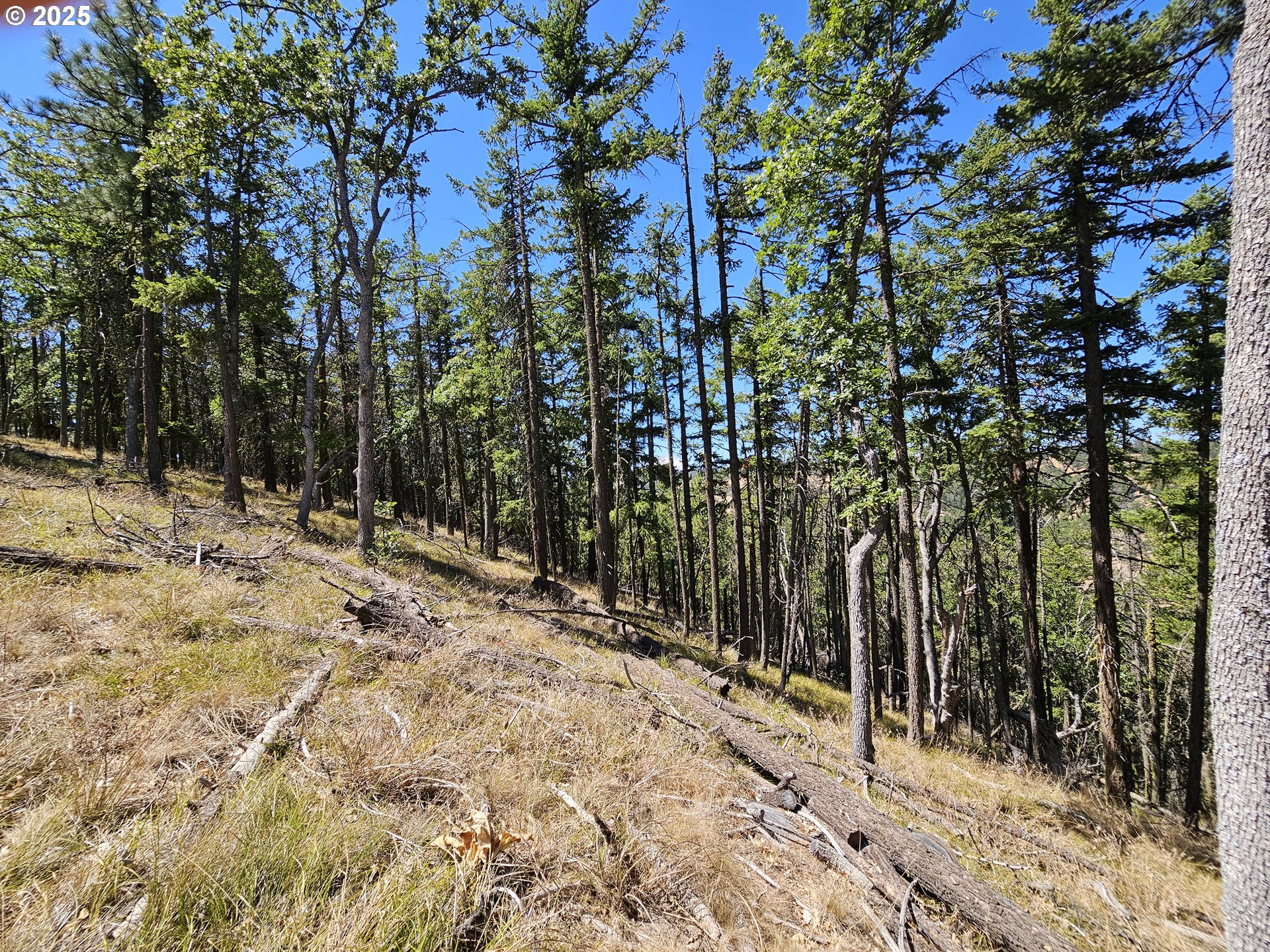 Ramsey Road, Unit 137 Dufur, OR 97021 - Photo 18 of 28 a view of a yard covered with trees