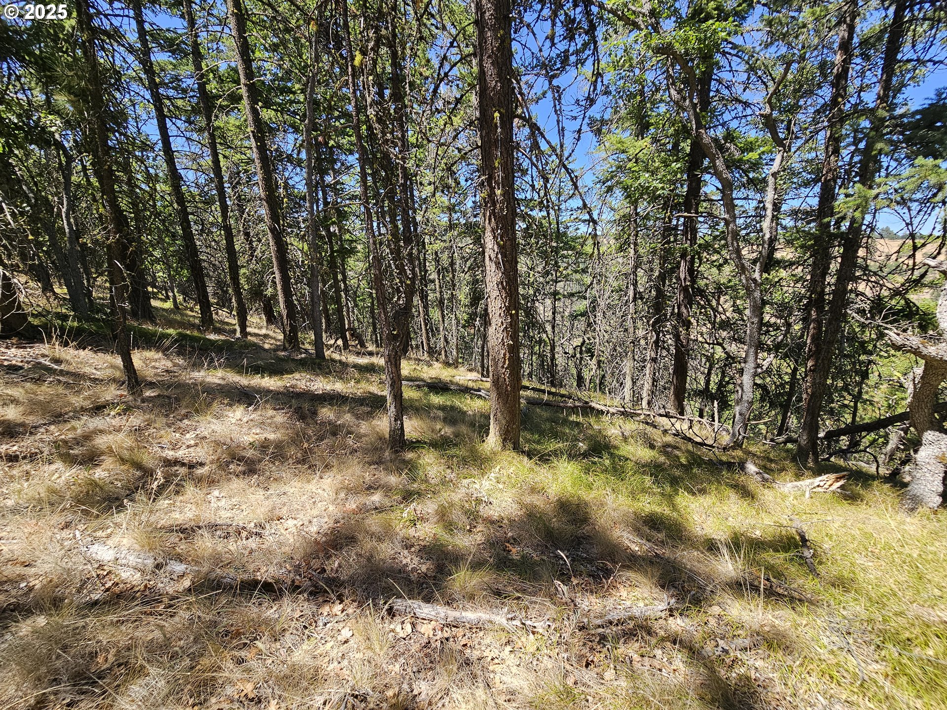 Ramsey Road, Unit 137 Dufur, OR 97021 - Photo 20 of 28 a view of a yard with large trees