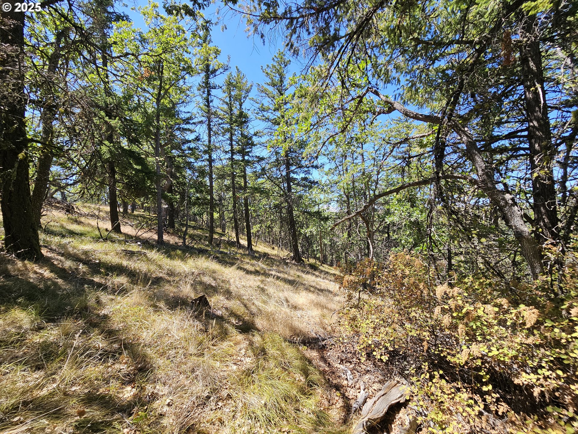 Ramsey Road, Unit 137 Dufur, OR 97021 - Photo 22 of 28 a view of a yard with a tree