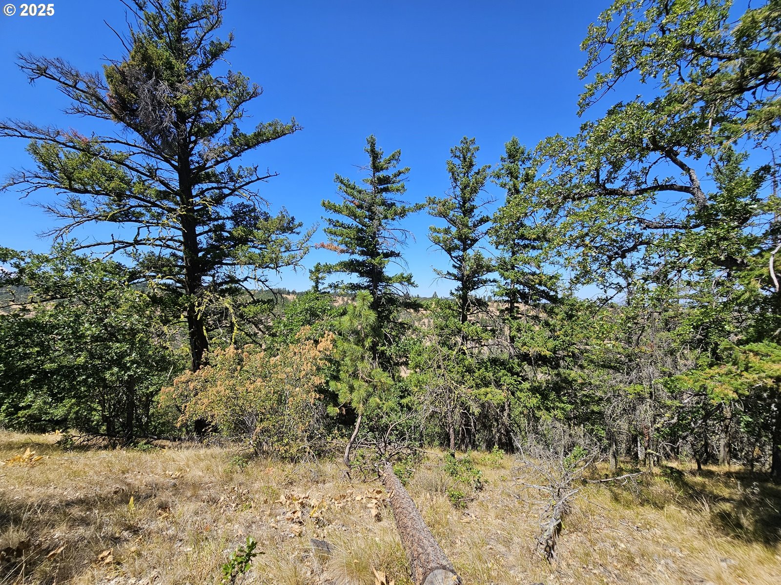 Ramsey Road, Unit 137 Dufur, OR 97021 - Photo 24 of 28 a view of a tree with snow in front of yard