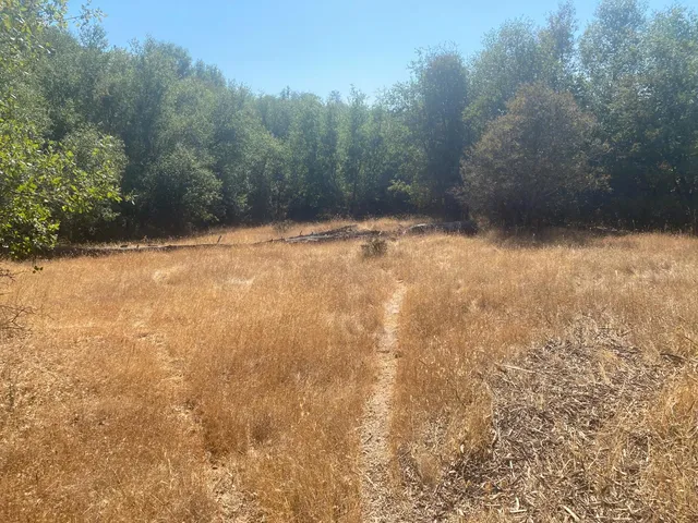 a view of a yard with trees