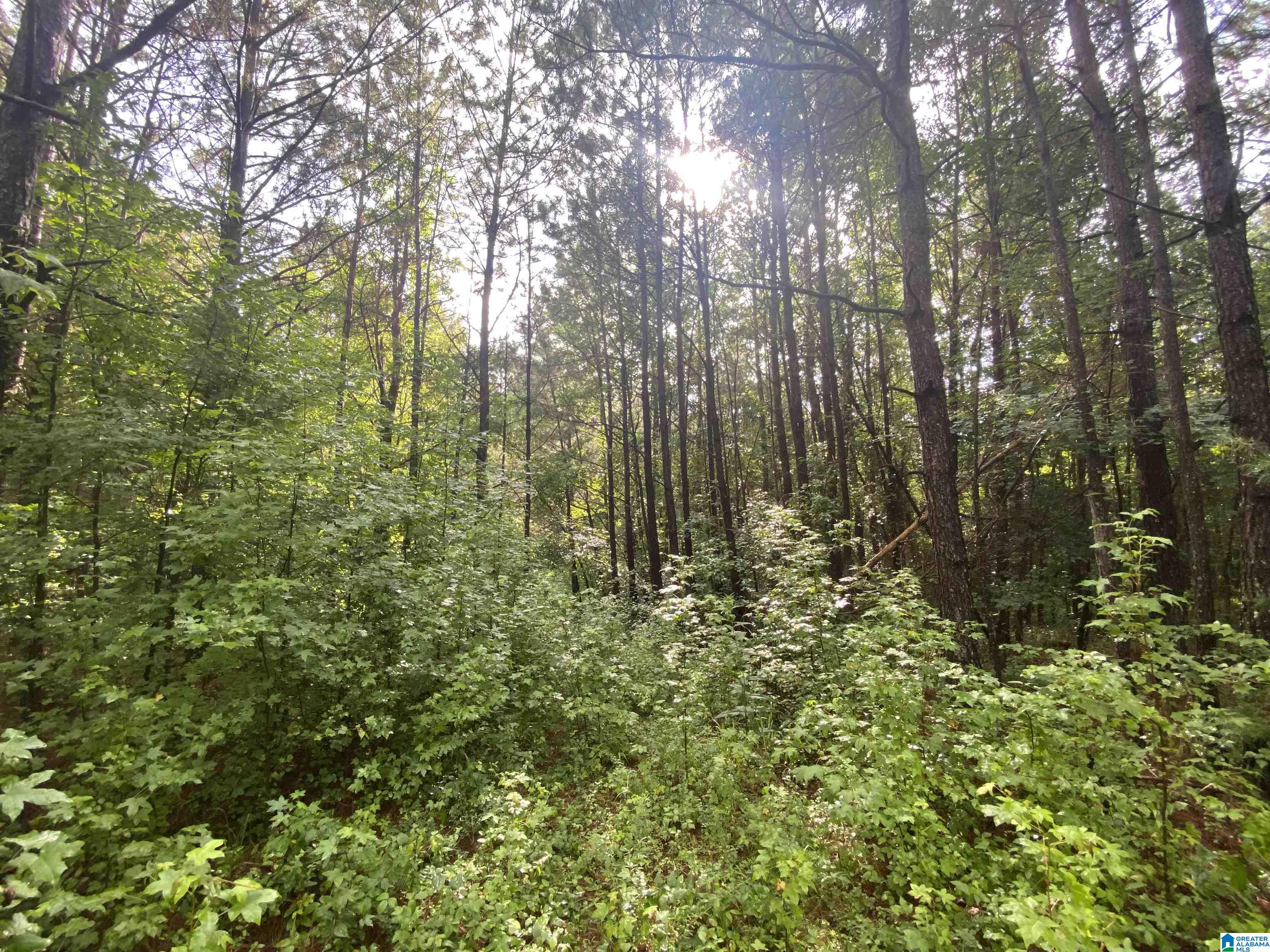 Bull Hollow Road, Unit 60 Odenville, AL 35120 - Photo 3 of 25
