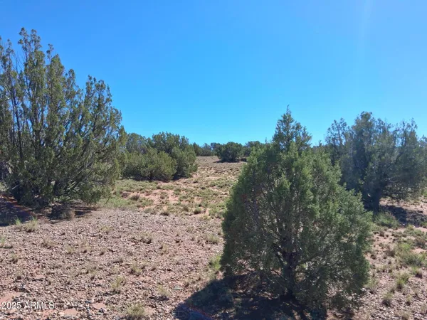 a view of a dry yard with lots of green space