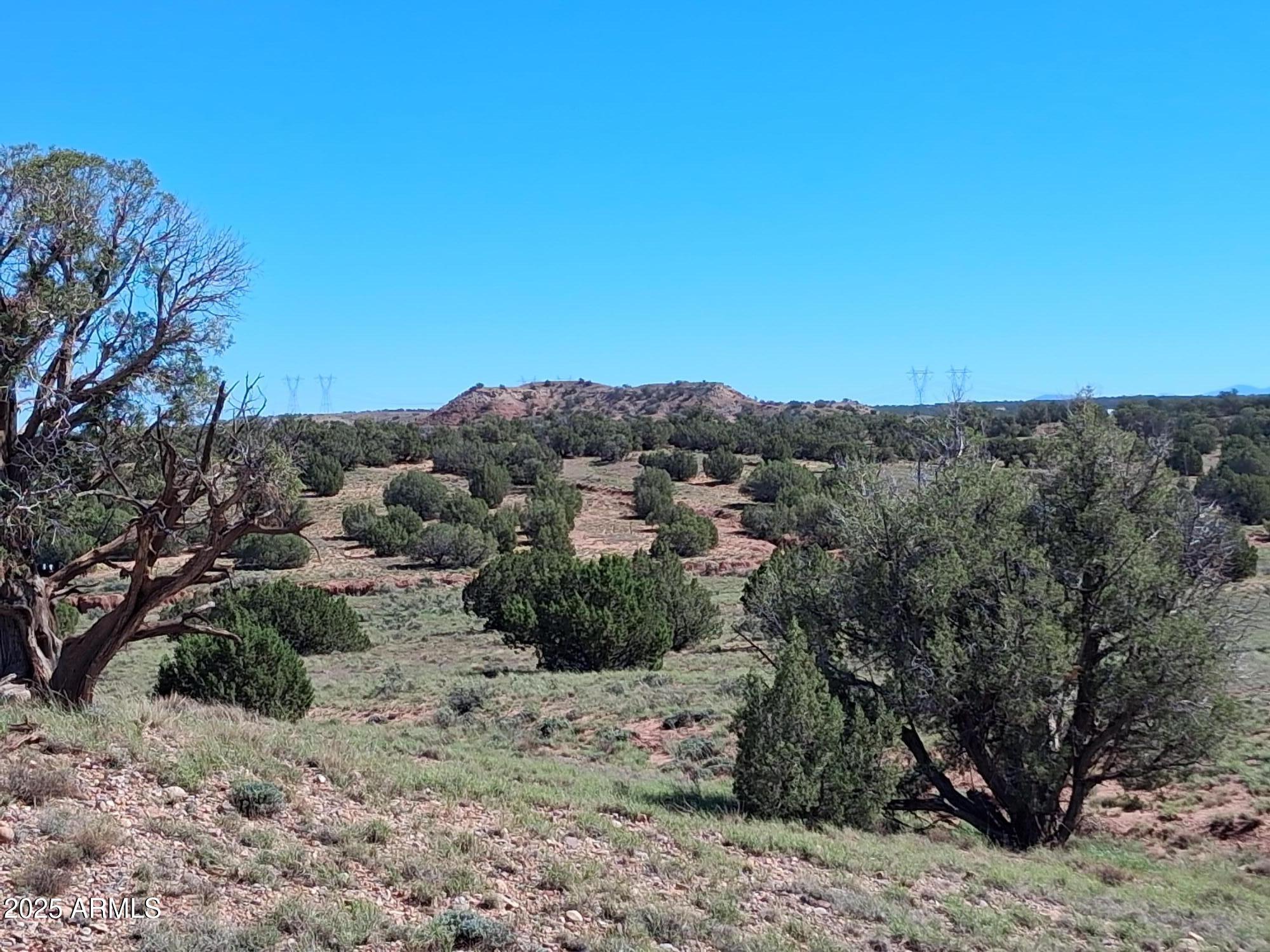 236 County Road Snowflake, AZ 85937 - Photo 16 of 22 a view of a dry yard with trees in the background