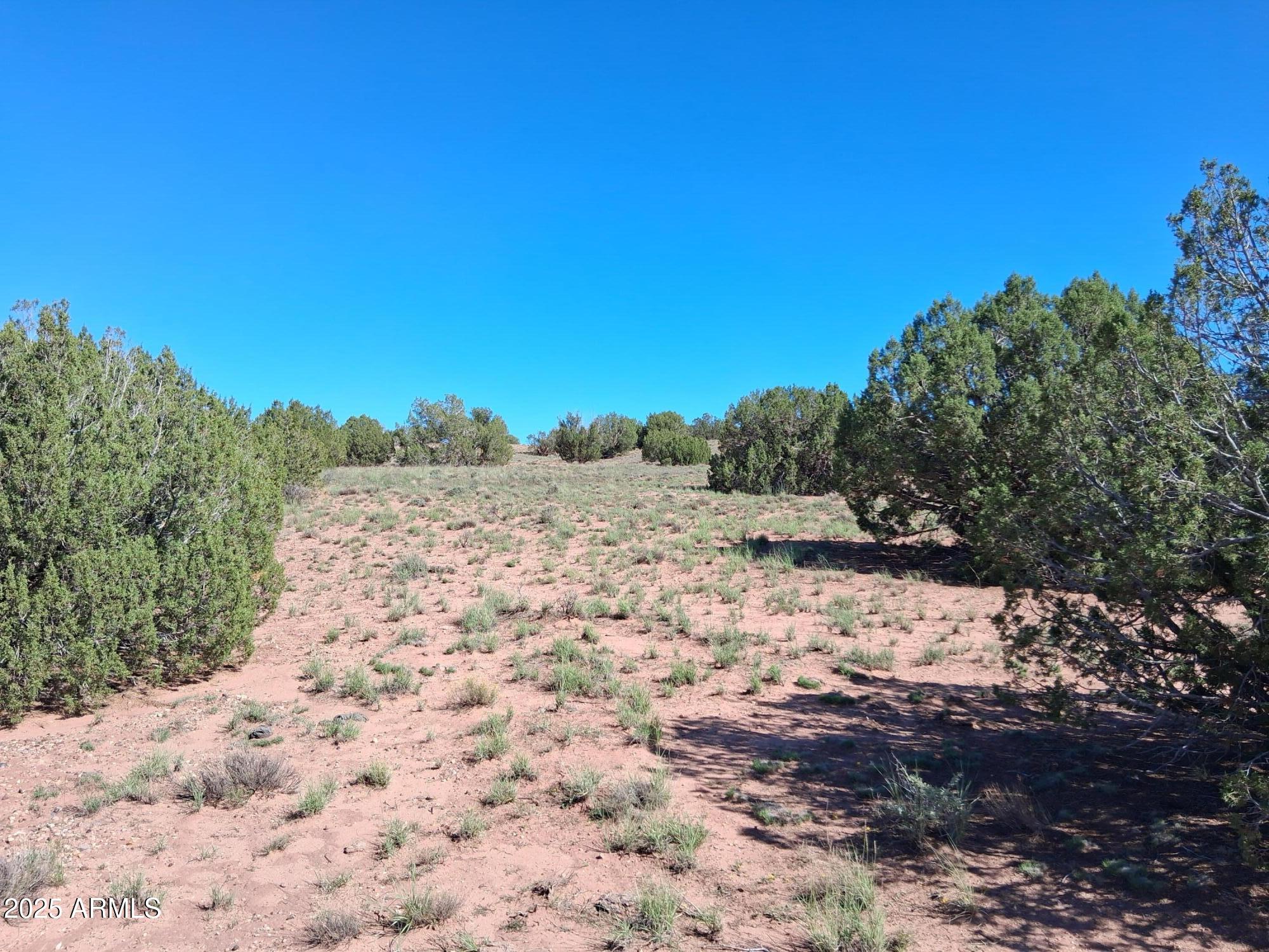 236 County Road Snowflake, AZ 85937 - Photo 22 of 22 a view of a dry yard with trees in the background