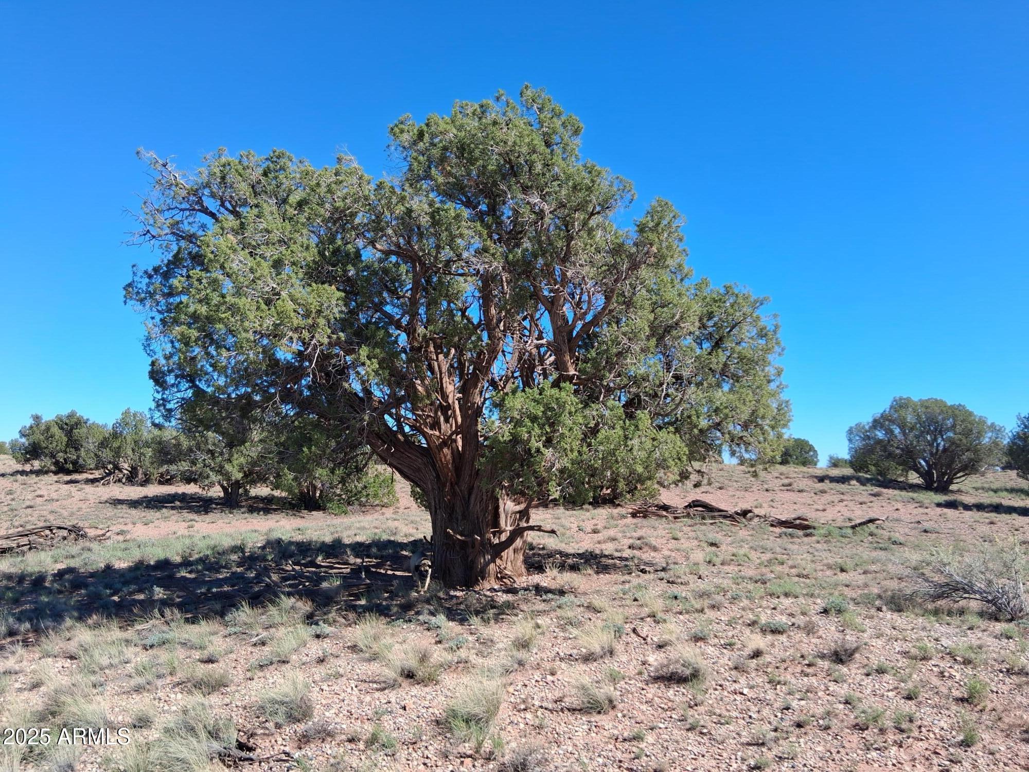 236 County Road Snowflake, AZ 85937 - Photo 4 of 22 a tree is standing in the middle of a field