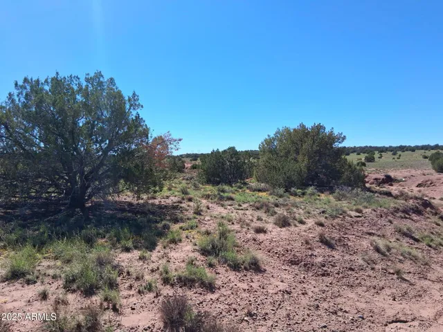 a view of a dry yard with trees
