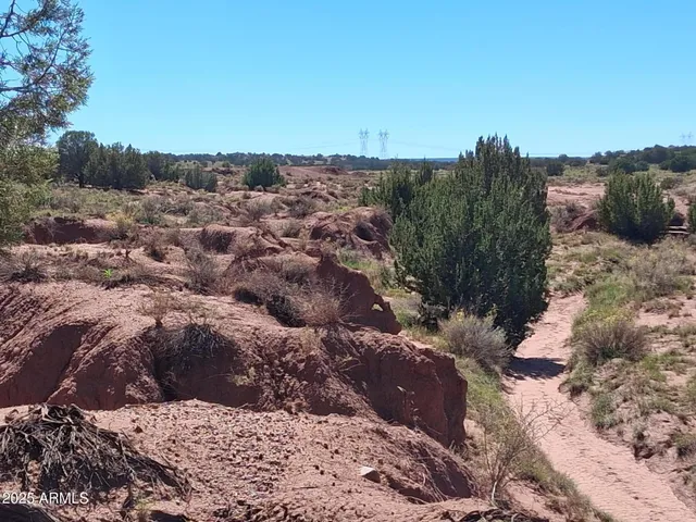a view of a dry yard with trees in the background