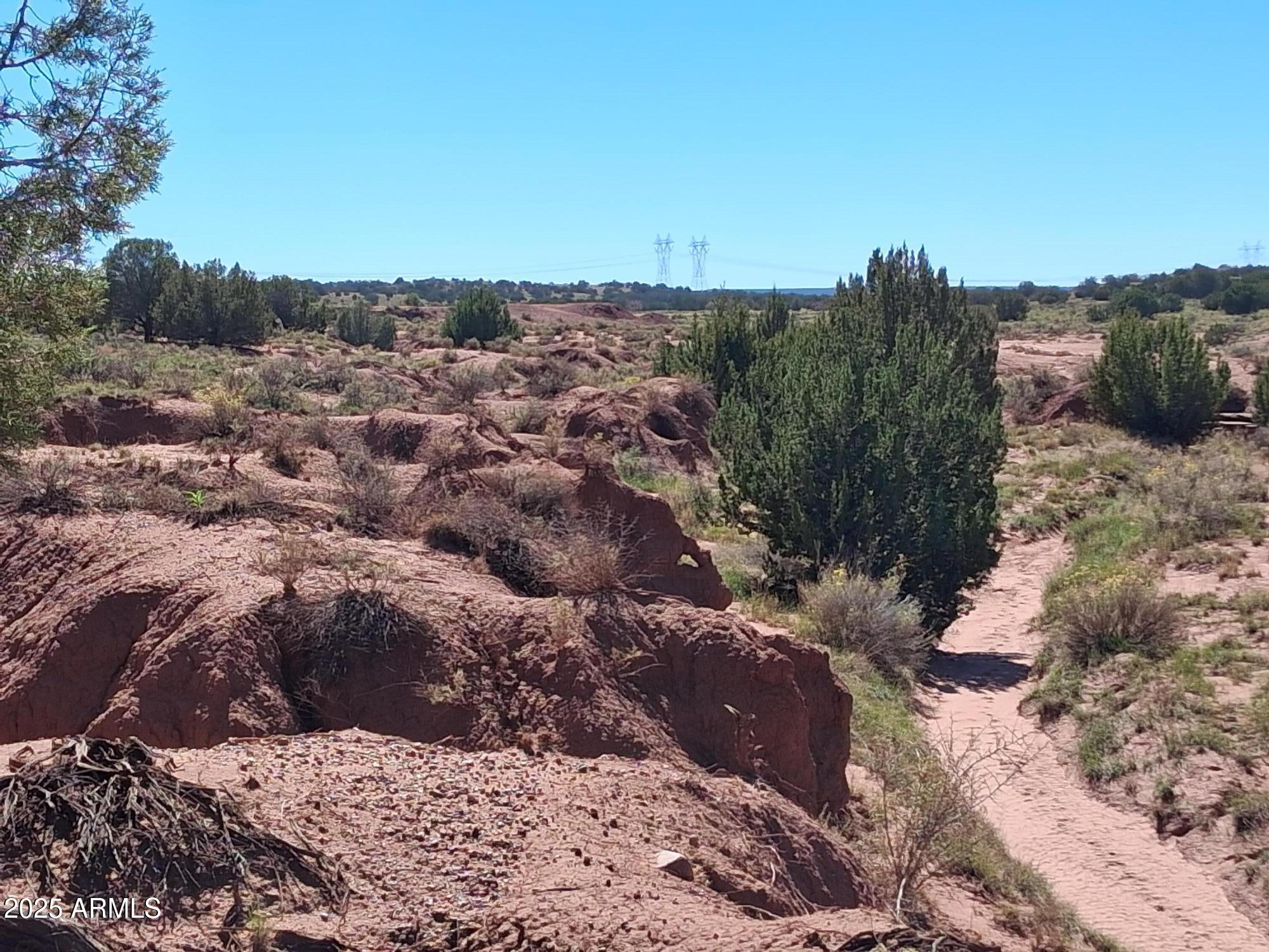 236 County Road Snowflake, AZ 85937 - Photo 9 of 22 a view of a dry yard with lots of trees
