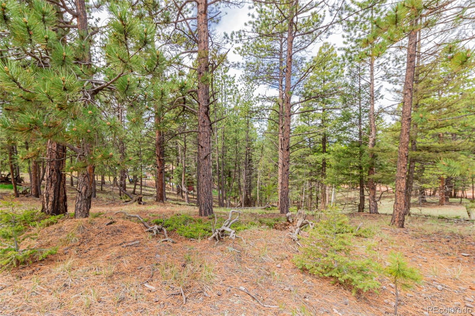 71 Nuaku Road Florissant, CO 80816 - Photo 3 of 10 Gallery Image 3