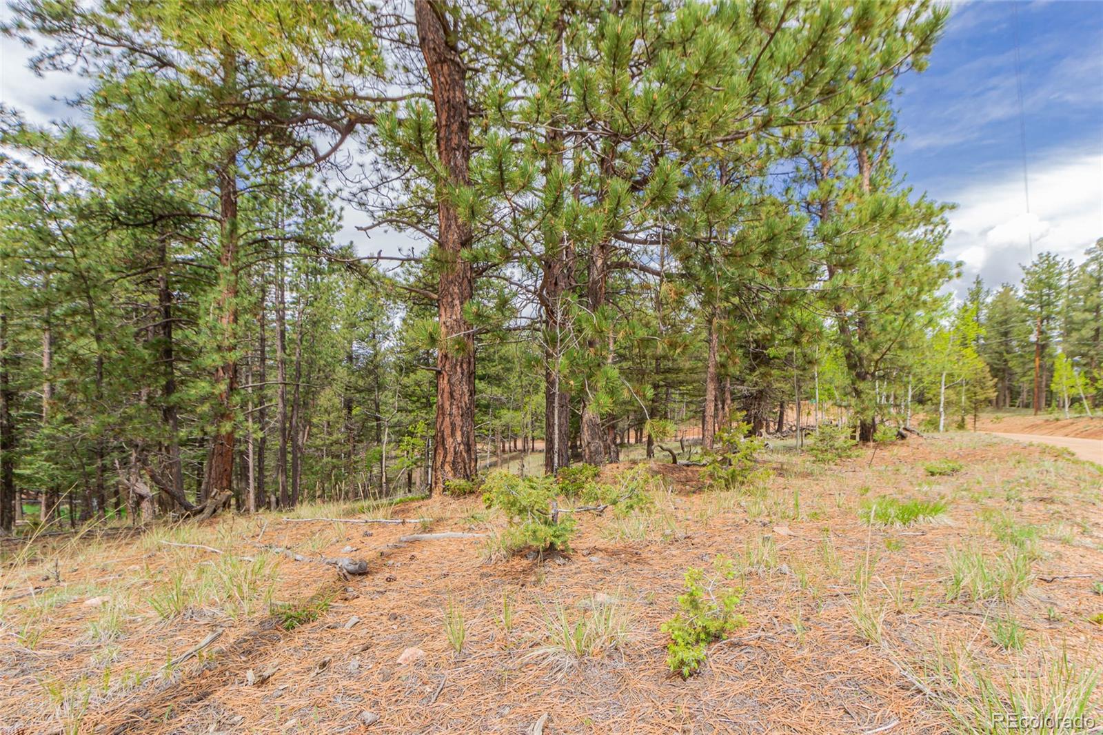 71 Nuaku Road Florissant, CO 80816 - Photo 4 of 10 Gallery Image 4