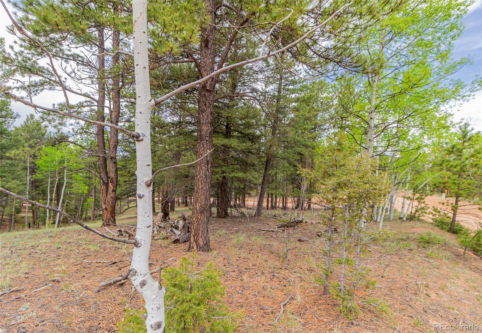 71 Nuaku Road Florissant, CO 80816 - Photo 6 of 10 Gallery Image 6