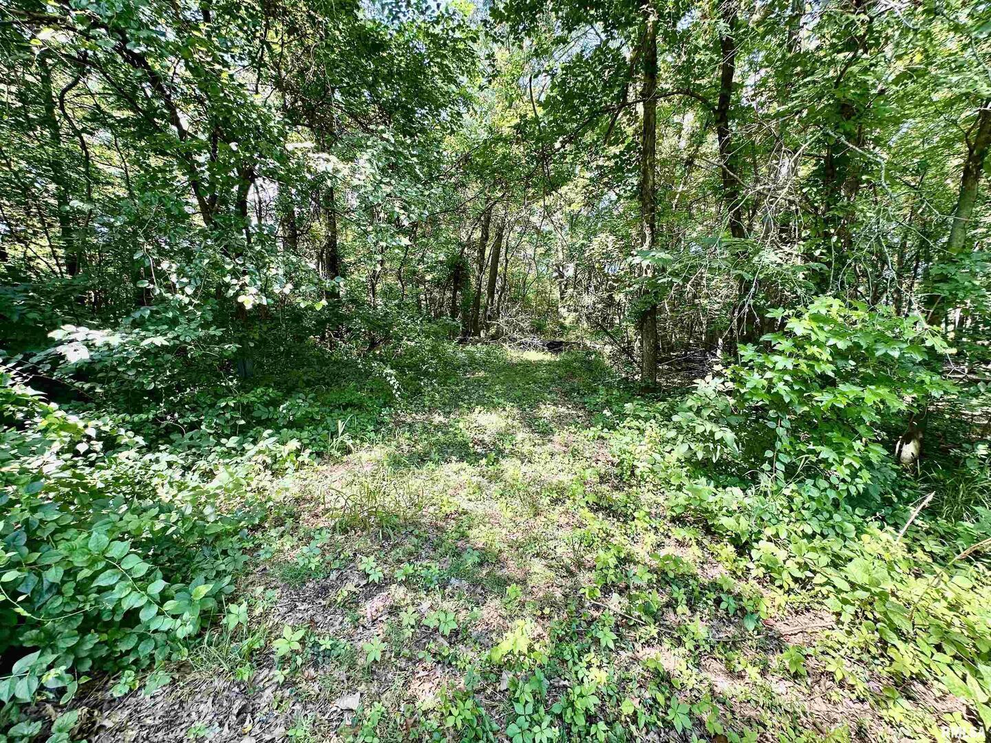 1409 West 5th Street West Frankfort, IL 62896 - Photo 54 of 56 a view of a lush green forest