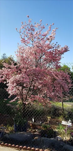 $499,000 | 12710 Rough And Ready Road, Rough and Ready, CA 95975