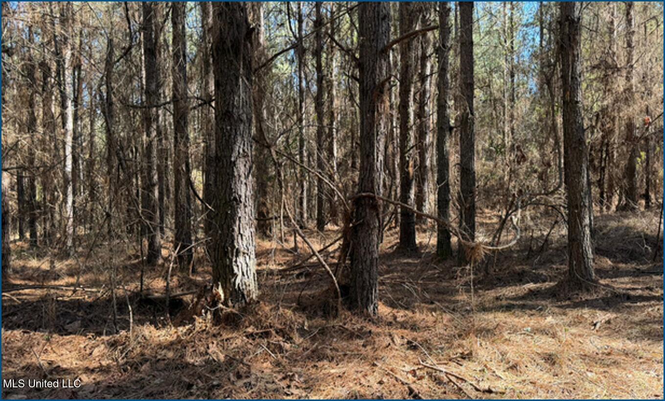 2257 County Road McCool, MS 39108 - Photo 3 of 9 Picture3