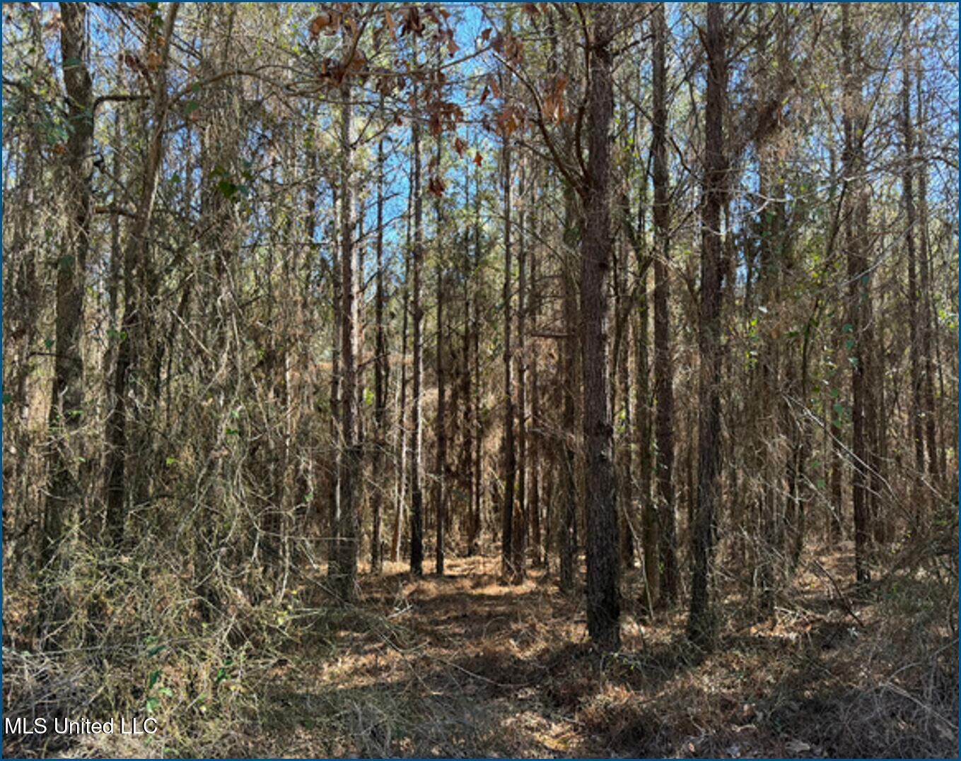 2257 County Road McCool, MS 39108 - Photo 5 of 9 Picture5