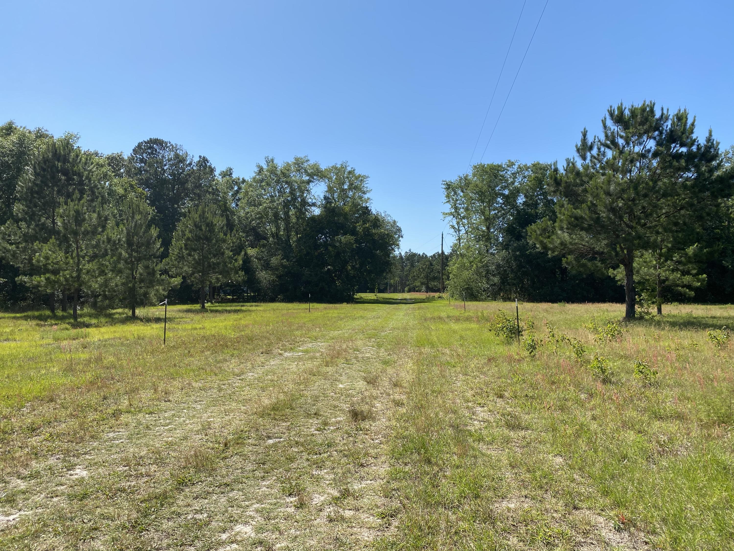 Lot 8 Edward Road Walterboro, SC 29488 - Photo 7 of 11 Photo 4