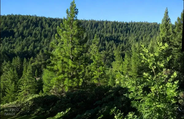 a view of a lush green forest with lawn chairs