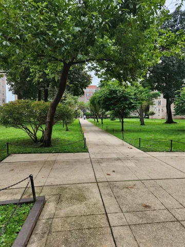 a view of a park with plants and a large tree