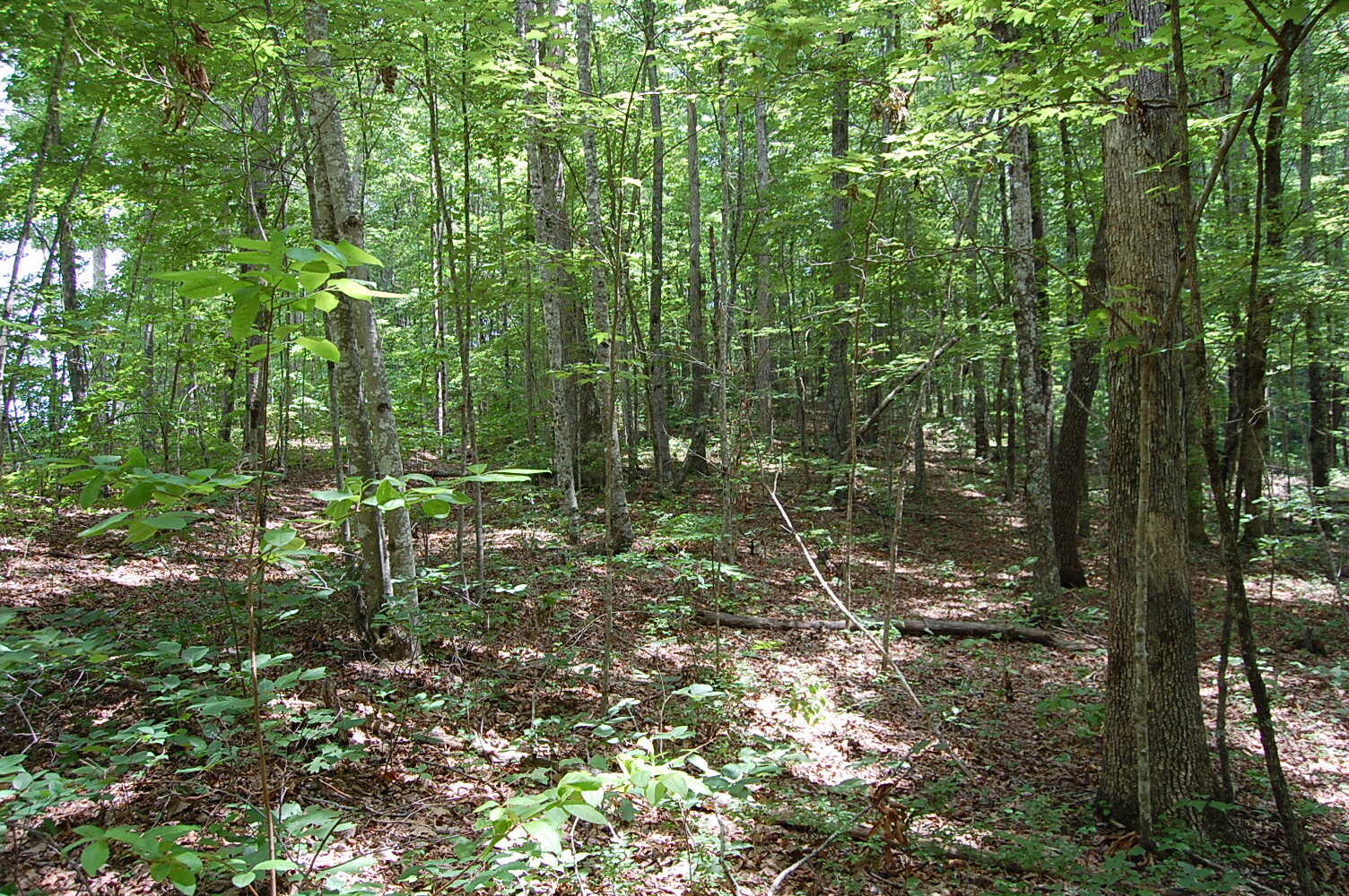 10 Laurel Brk Road Dunlap, TN 37327 - Photo 11 of 23 DSC_0044