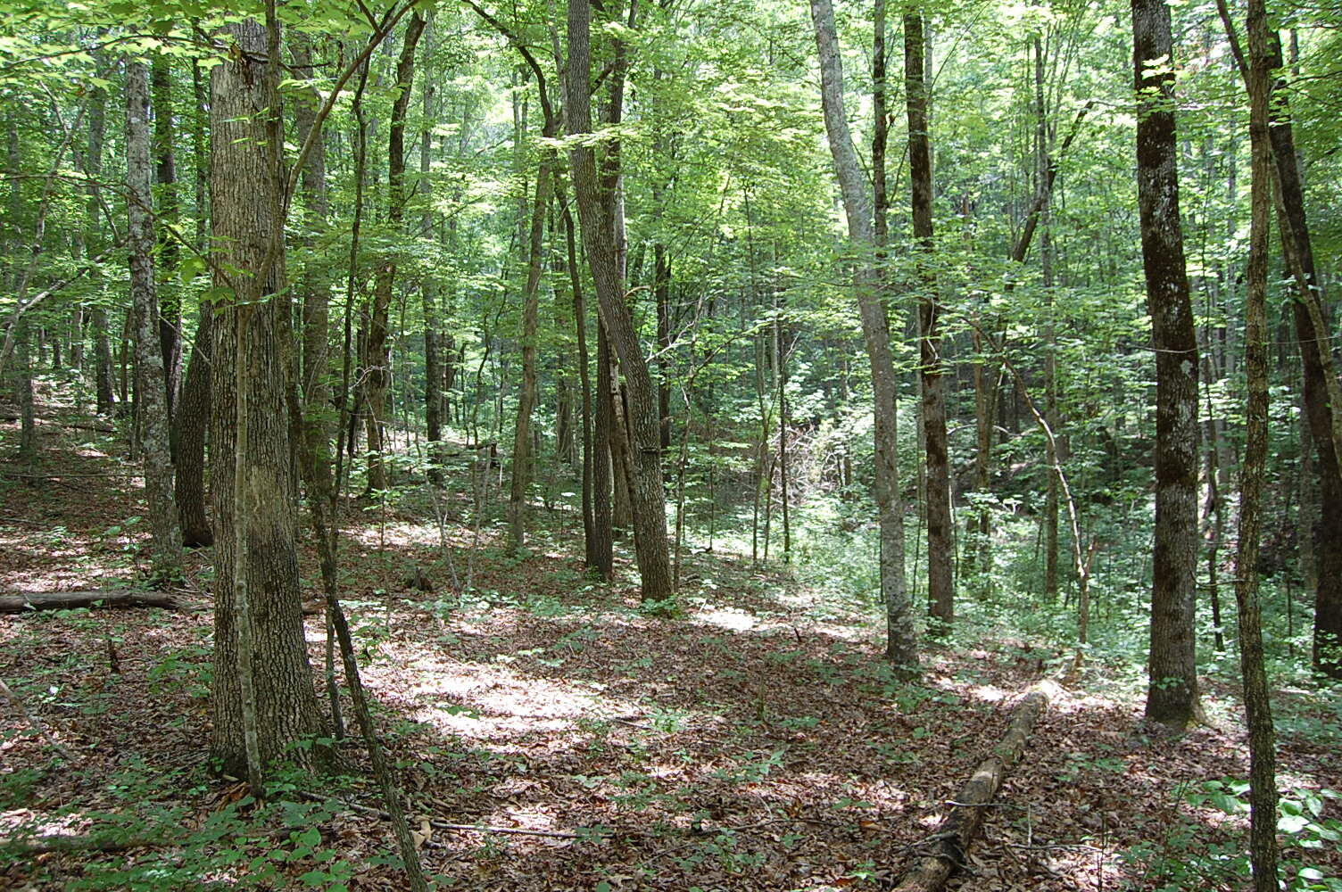 10 Laurel Brk Road Dunlap, TN 37327 - Photo 12 of 23 DSC_0045