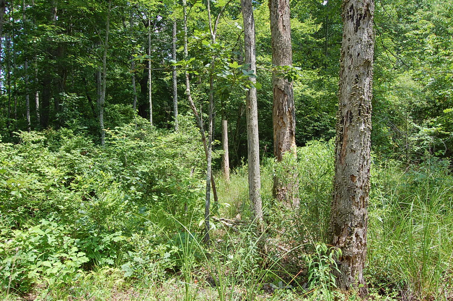 10 Laurel Brk Road Dunlap, TN 37327 - Photo 20 of 23 DSC_0053