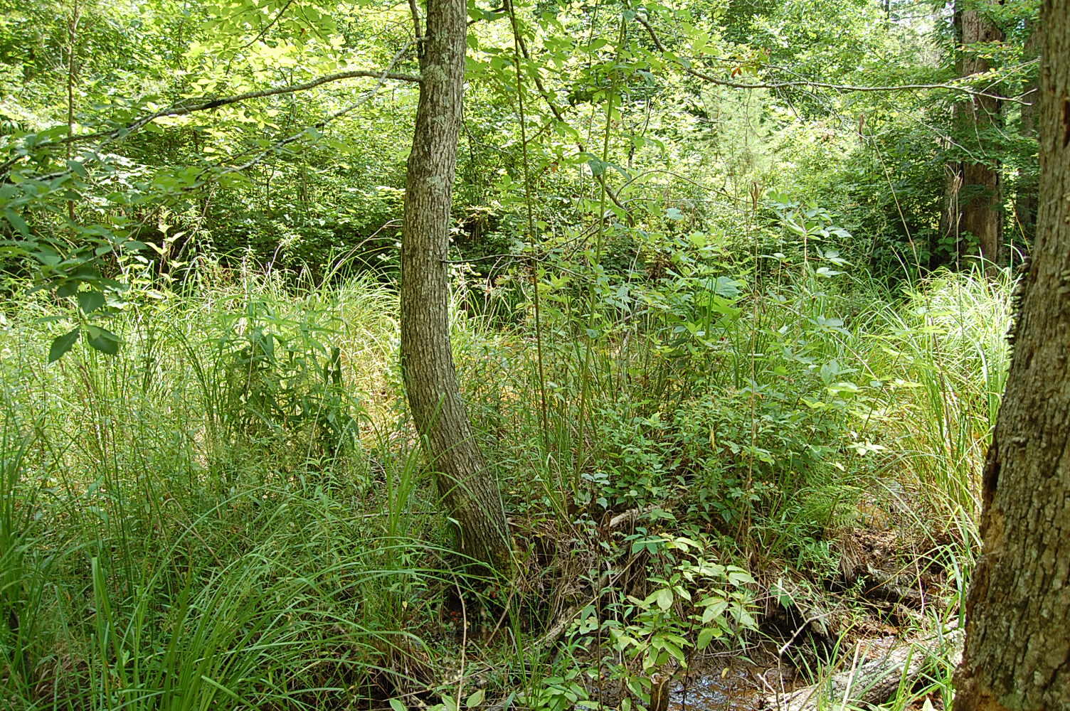 10 Laurel Brk Road Dunlap, TN 37327 - Photo 21 of 23 DSC_0054