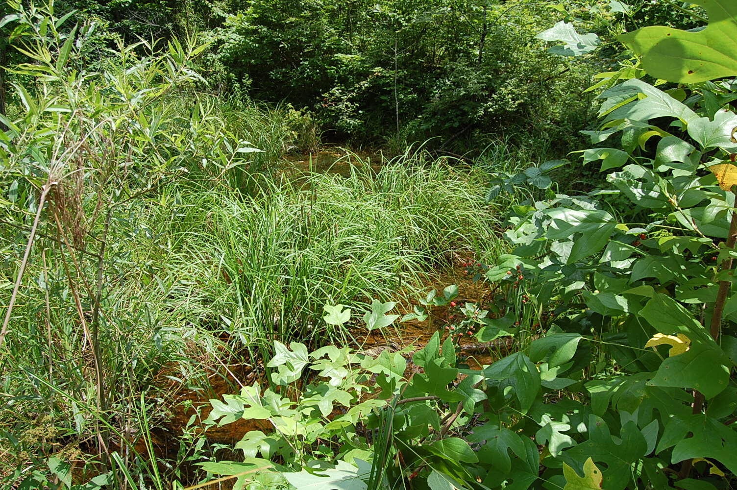 10 Laurel Brk Road Dunlap, TN 37327 - Photo 23 of 23 DSC_0056