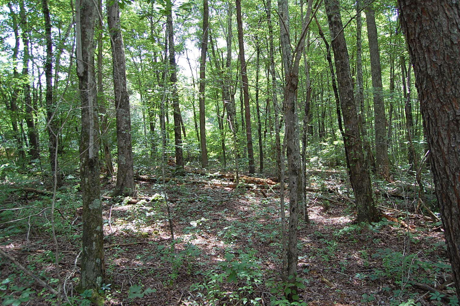 10 Laurel Brk Road Dunlap, TN 37327 - Photo 4 of 23 DSC_0037