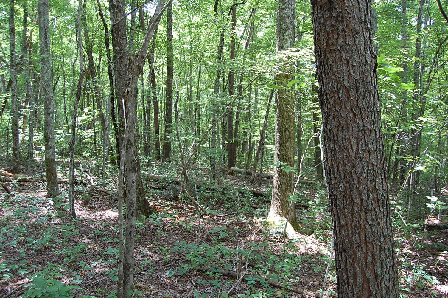 10 Laurel Brk Road Dunlap, TN 37327 - Photo 5 of 23 DSC_0038