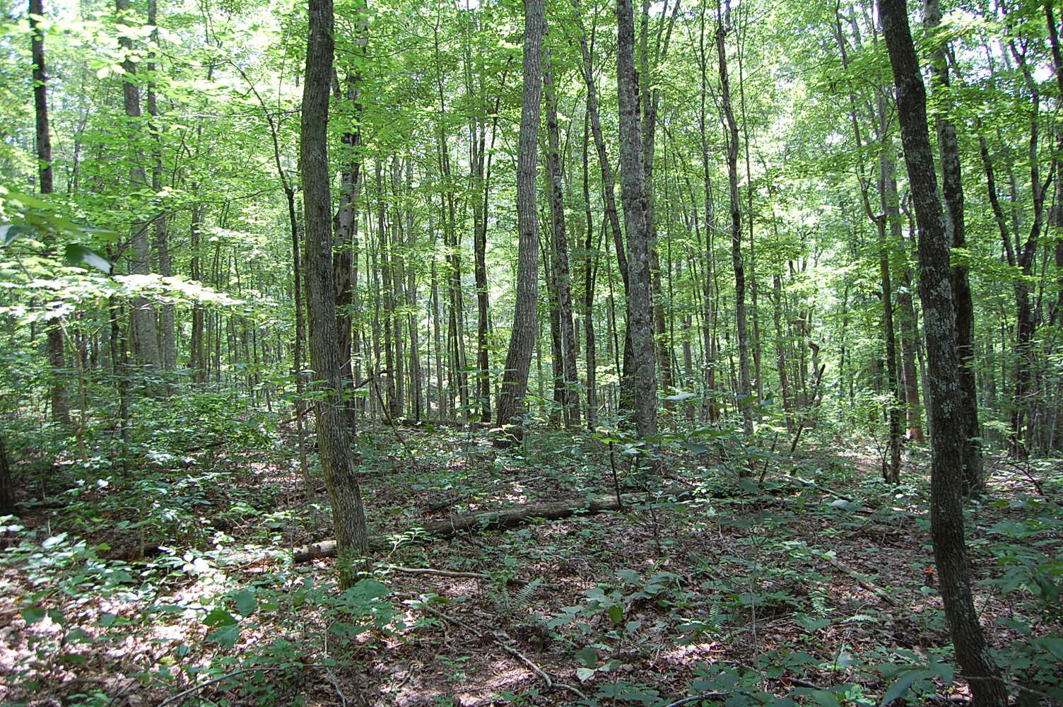 10 Laurel Brk Road Dunlap, TN 37327 - Photo 9 of 23 DSC_0042