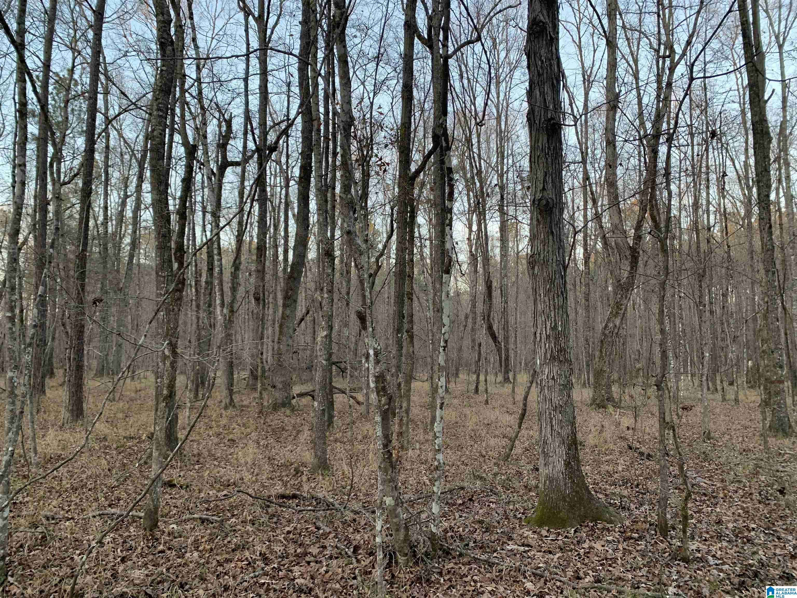 156 County Road Jemison, AL 35085 - Photo 8 of 14