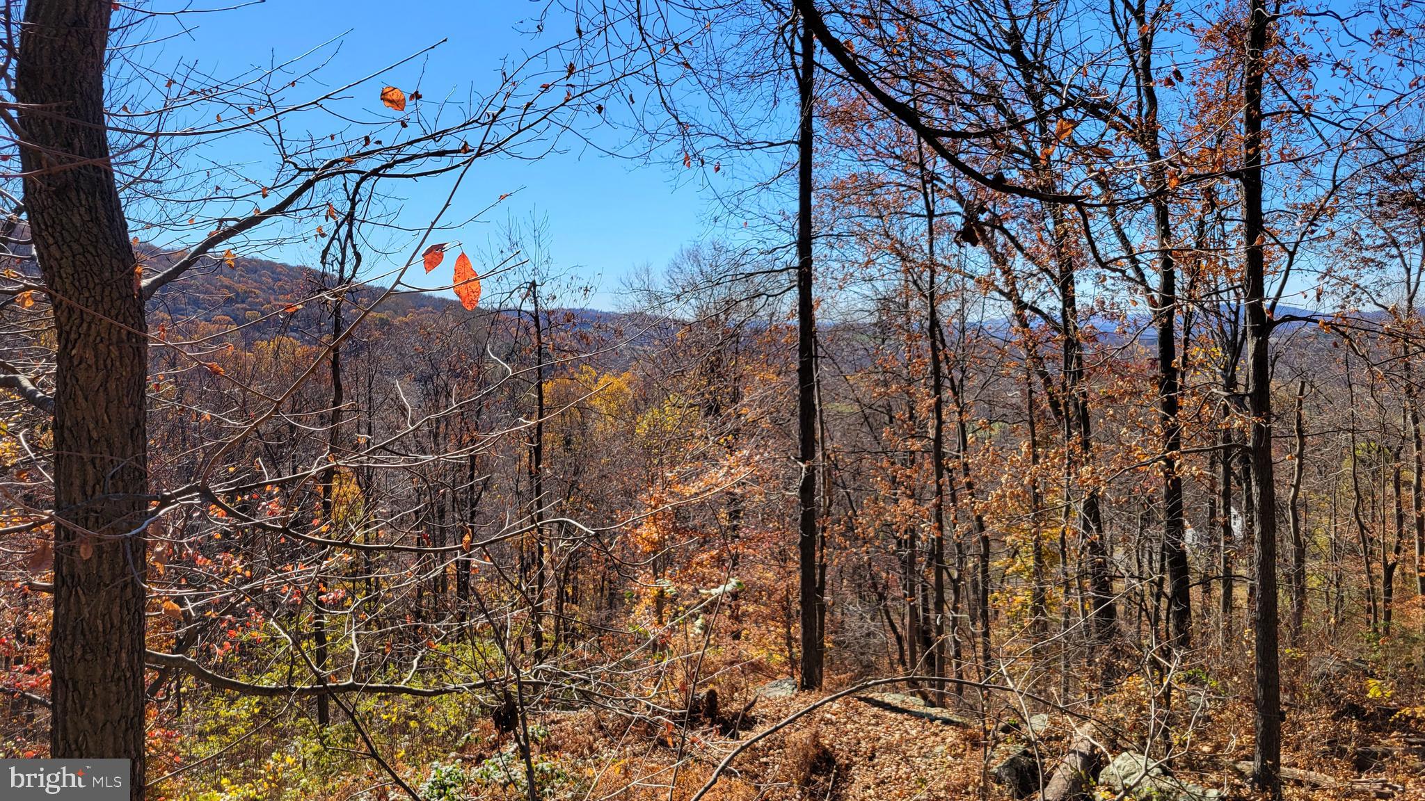 4460 Middlepoint Road Myersville, MD 21773 - Photo 4 of 6 a view of a yard with some trees