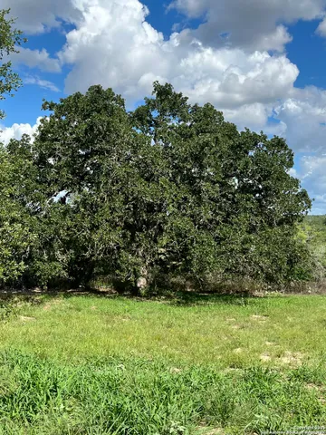 a view of a tree in a yard
