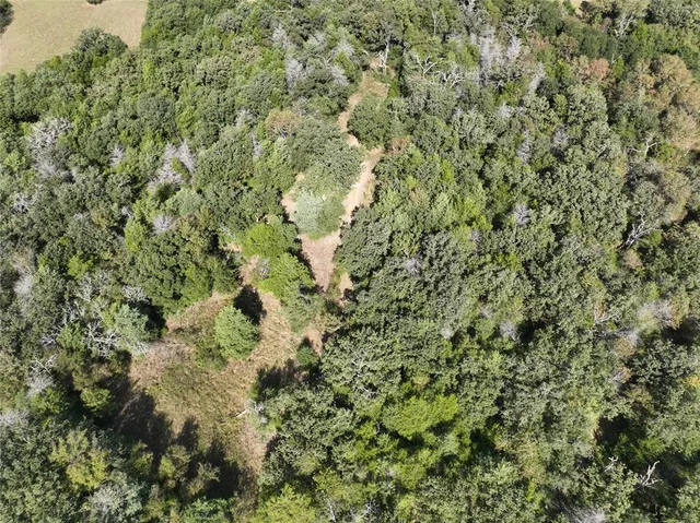 a view of a forest with a tree